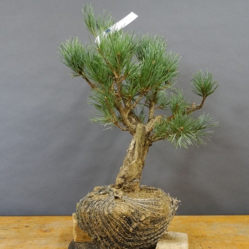 Silberkiefer - Pinus sylvestris 'Watereri' B6